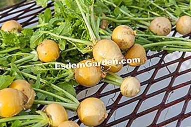パーマカルチャーで農場で栽培された野菜 - (permacultureファーム上の様々な野菜について得られた品種および結果。) カブのゴールデンボール