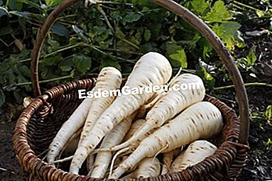 パーマカルチャーで農場で栽培された野菜 - (permacultureファーム上の様々な野菜について得られた品種および結果。) ジャヴリン・パースニップ