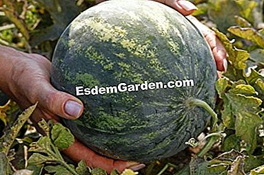 パーマカルチャーで農場で栽培された野菜 - (permacultureファーム上の様々な野菜について得られた品種および結果。) スイカ「ミニラブ」f1