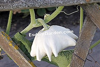 パーマカルチャーで農場で栽培された野菜 - (permacultureファーム上の様々な野菜について得られた品種および結果。) pattypan