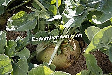 パーマカルチャーで農場で栽培された野菜 - (permacultureファーム上の様々な野菜について得られた品種および結果。) ルタバガ