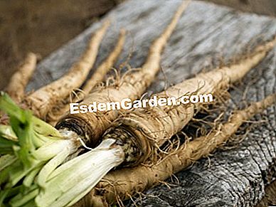 パーマカルチャーで農場で栽培された野菜 - (permacultureファーム上の様々な野菜について得られた品種および結果。) salsify