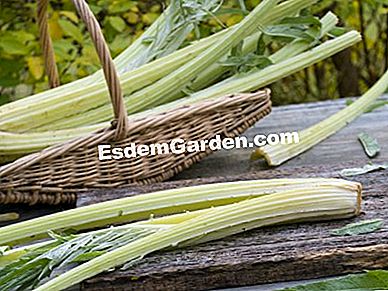 パーマカルチャーで農場で栽培された野菜 - (permacultureファーム上の様々な野菜について得られた品種および結果。) カルドン