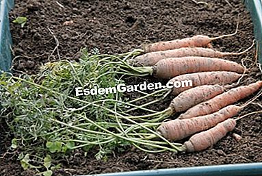 パーマカルチャーで農場で栽培された野菜 - (permacultureファーム上の様々な野菜について得られた品種および結果。) 人参