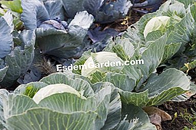 パーマカルチャーで農場で栽培された野菜 - (permacultureファーム上の様々な野菜について得られた品種および結果。) キャベツキャブス「ストーンヘッド」