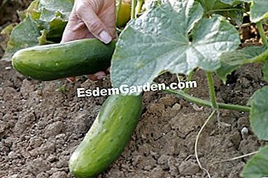 パーマカルチャーで農場で栽培された野菜 - (permacultureファーム上の様々な野菜について得られた品種および結果。) キュウリ 'leremarquable'