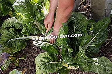 パーマカルチャーで農場で栽培された野菜 - (permacultureファーム上の様々な野菜について得られた品種および結果。) コートドベレット