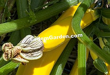 パーマカルチャーで農場で栽培された野菜 - (permacultureファーム上の様々な野菜について得られた品種および結果。) 黄色のズッキーニ 'アウレリア'