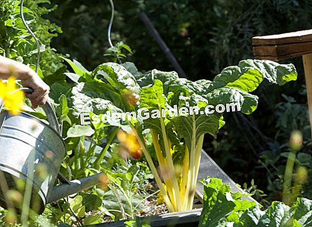 パーマカルチャーで農場で栽培された野菜