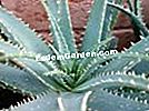 Aloe, Aloe x spinosissima