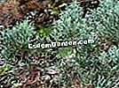 Glabrous cypress, Cupressus arizonica var. glabra