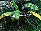 Абисински банан, Червен банан, Ensete ventricosum
