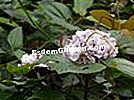 中国のクレドロンドロン（Clerodendron）、チョウセンニンジン（Clerodendrum chinense）