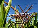 옥수수 (Zea mays) 또는 인도 옥수수-꽃