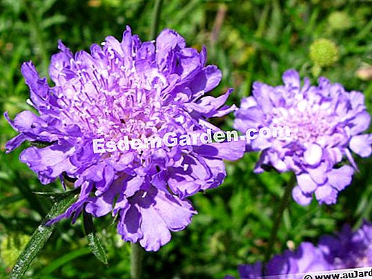 Scabiosa, Scabiosa Scabiosa, Scabiosa