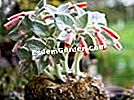 Edelweiss จากบราซิล Sinningia leucotricha