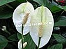 Spathiphyllum, Falscher Aronstab, Weißer Schleier