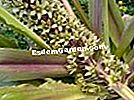 Fiore di ananas, Eucomide, Eucomis comosa 'Spumante Borgogna'