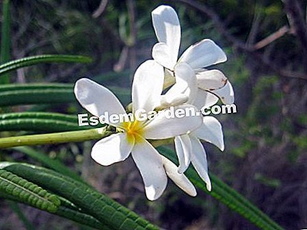 ホワイト・フランギパニ、寺院の花