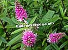 Veronique shrub atau Hebe diosmifolia - Daun dan bunga paku-