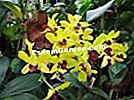 Orkid buluh, Dendrobium 'tongchai gold'