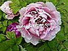 Peonía de arbustos rosados ​​(Paeonia suffruticosa) -Flor y hojas-