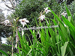 Abbysziniai kardvirág, Gladiolus callianthus: abbysziniai