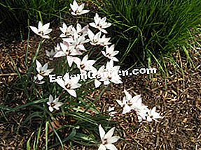 Abbysziniai kardvirág, Gladiolus callianthus: callianthus