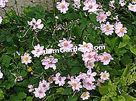 Anemone Japánból - anemone Anemone Japánból