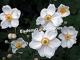 Anemone Japánból - vagy Anemone Japánból