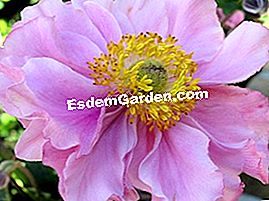 Anemone Japánból - vagy Japán kökörcsin - kettős virág