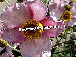 Anémona japonesa - (japonesa) Anemone hupehensis