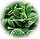 Aromatinis: esminiai dalykai - turtingas mėta