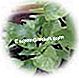 Aromatinis: esminiai dalykai - esminiai bazilikas
