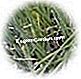 Aromatinis: esminiai dalykai - turtingas Svogūno galvutė