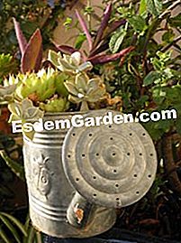 Die Kunst des Recyclings im Garten - (recyclings) Zusammensetzung in einer alten Gießkanne