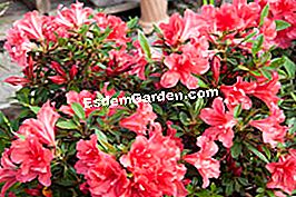 ENCORE® azalijos - azalijos „ENCORE® Azalea Hybrid Sunset“