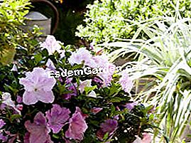 ENCORE® azalijos - rododendrai ENCORE® Azalea 'Sweetheart'