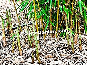 非侵略的な竹：束ねる種を選んでください！