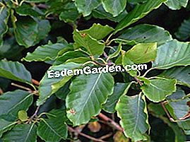 Beech - (Fagus sylvatica) Fagus sylvatica - Daun