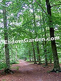 Beech - (Fagus sylvatica) Fagus sylvatica