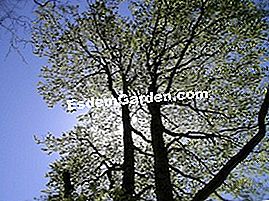 Beech - (sylvatica) Fagus sylvatica