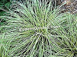 Carex oshimensis 'Evergold' - (oshimensis) Carex oshimensis 'Evergold'