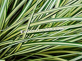 Carex oshimensis 'Evergold' - (evergold) Carex oshimensis 'Evergold' - Foglie