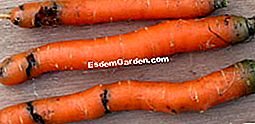 Karottenfliege