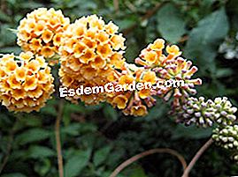 Variasi kuning untuk bunga musim panas - (untuk) Buddleia weyeriana 'Sungold'