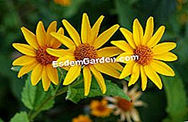 Variasi kuning untuk bunga musim panas - (untuk) Coreopsis grandiflora
