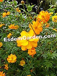 Variasi kuning untuk bunga musim panas - (panas) Cosmos sulphureus