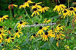Variasi kuning untuk bunga musim panas - (bunga) Rudbeckia sullivanti 'Goldstrum'