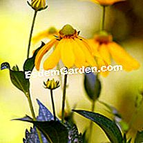 Variasi kuning untuk bunga musim panas - (bunga) Rudbeckia nitida